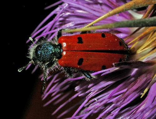 Trichodes octopunctatus