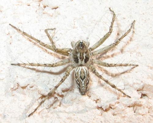 Oxyopes heterophthalmus