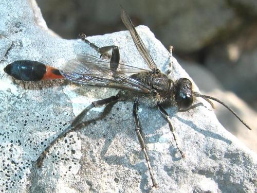 Ammophila sabulosa