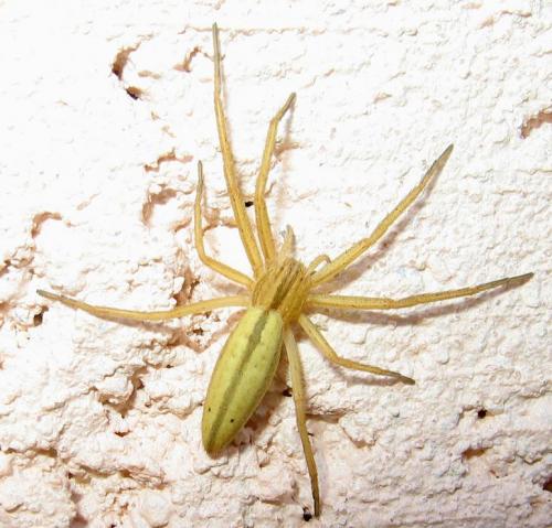 Tibellus oblongus