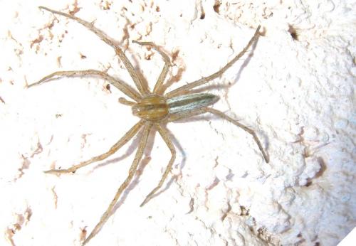 Tibellus macellus