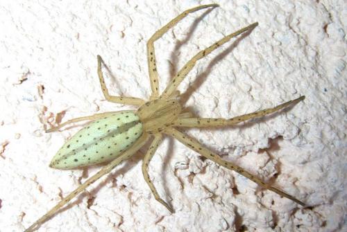 Tibellus oblongus maculatus