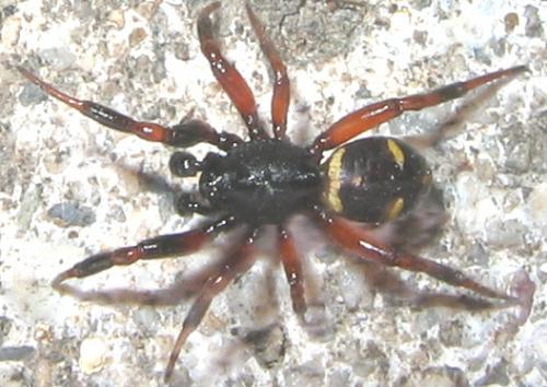 Asagena phalerata