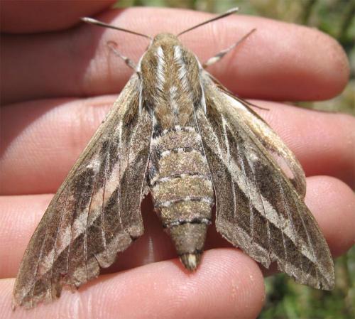 Hyles livornica