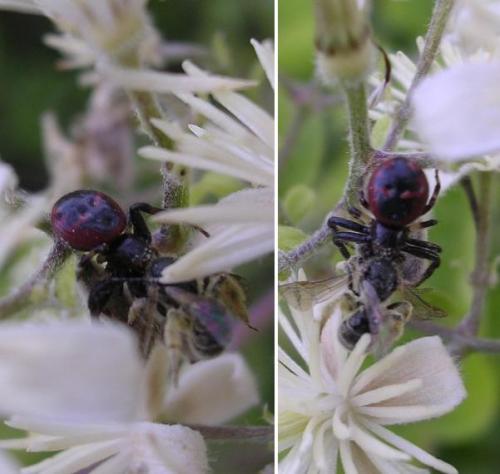 Synema globosum