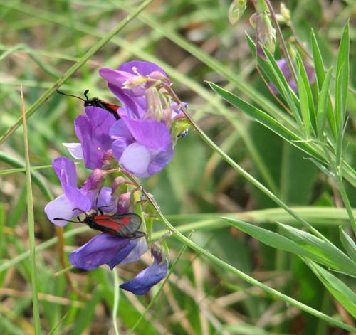 Réf. 9 308 : Zygaena nevadensis interrupta