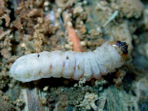 Stictoleptura rubra