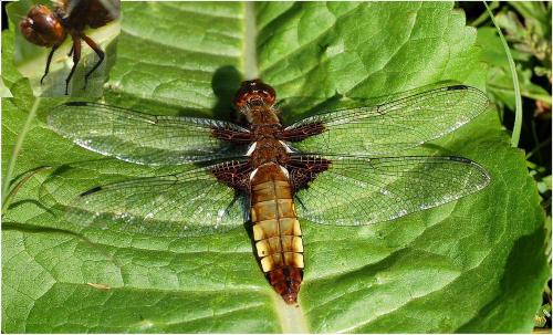 Réf. 9 610 : Libellula depressa