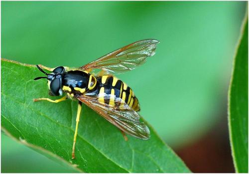 Réf. 9 269 : Chrysotoxum cautum