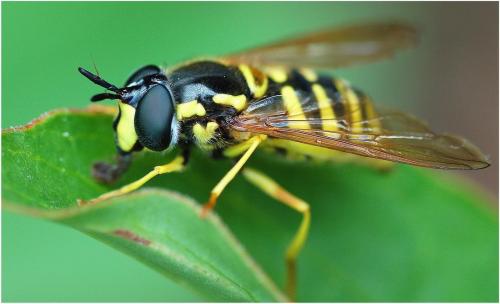 Réf. 9 270 : Chrysotoxum cautum