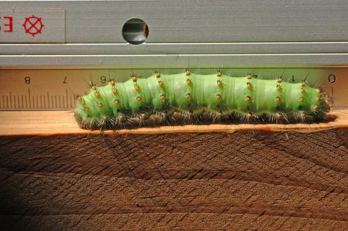 Saturnia pavoniella