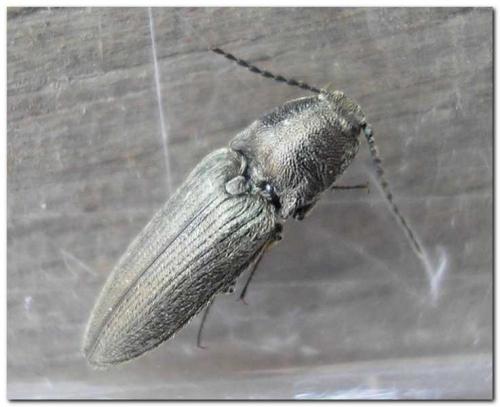 Cidnopus pilosus