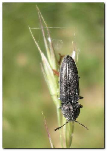 Cidnopus pilosus