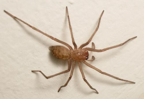 Tegenaria sp.