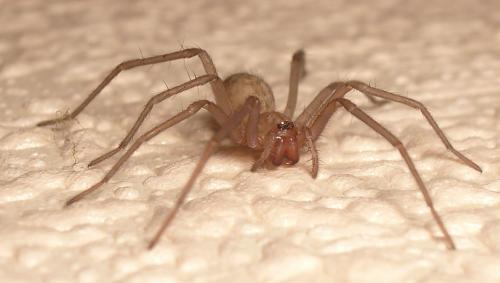 Réf. 9 240 : Tegenaria sp.