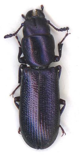 Temnoscheila caerulea