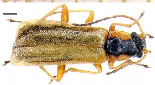 Rhagonycha testacea