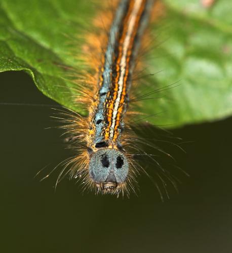 Malacosoma neustria