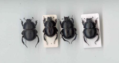Thorectes divers