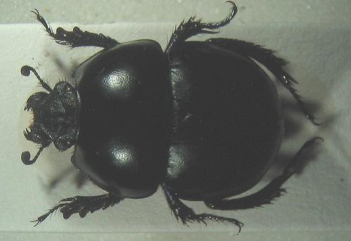 Thorectes brullei