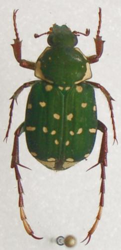 Réf. 9 817 : Tibiotrichius dubernardi