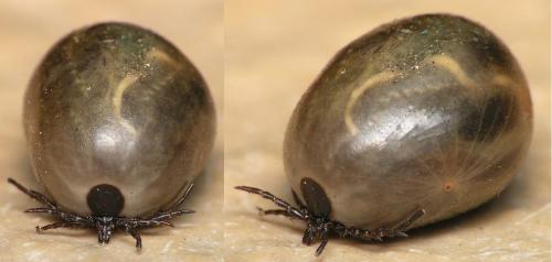 Réf. 9 642 : Ixodes sp.