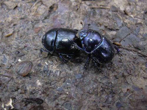 Anoplotrupes stercorosus