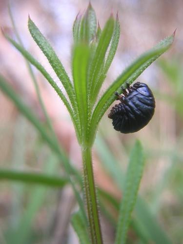 Réf. 9 970 : Timarcha tenebricosa
