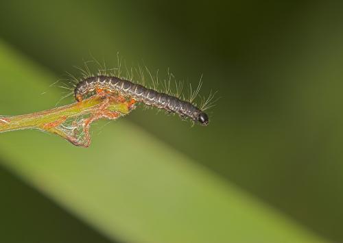 Eriogaster lanestris