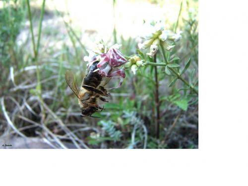 Thomisus sp.