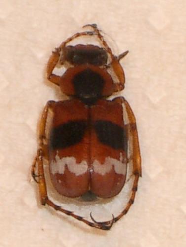 Paratrichius rotundatus