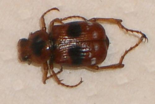 Paratrichius rotundatus