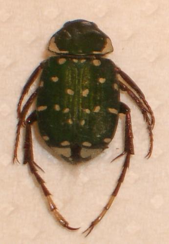 Réf. 9 344 : Tibiotrichius dubernardi