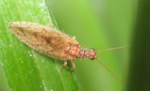 Micromus angulatus