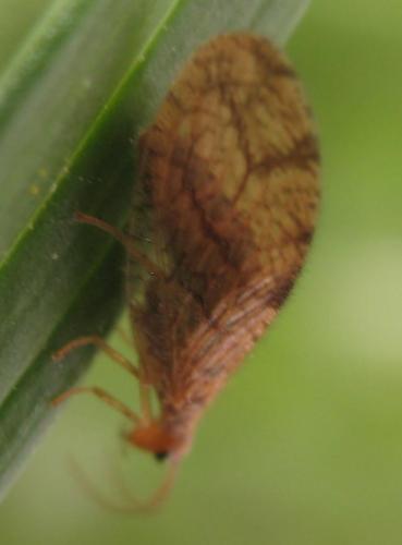 Micromus angulatus