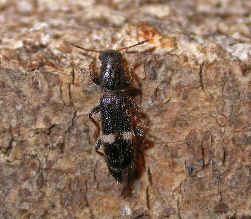 Réf. 9 103 : Tarsostenus univittatus