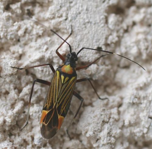Réf. 9 814 : Miris striatus