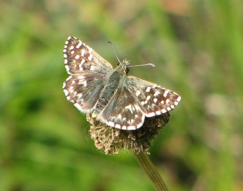 Réf. 9 305 : Pyrgus malvoides