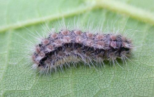 Theresimima ampellophaga