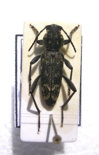 Réf. 9 763 : Xylotrechus rusticus