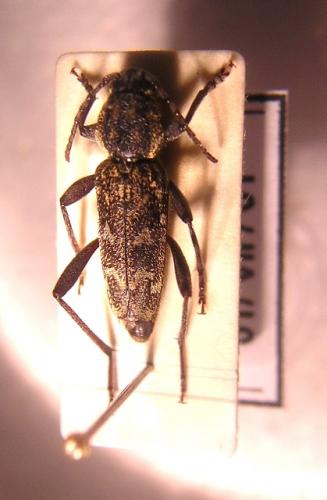 Xylotrechus rusticus