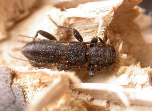 Réf. 9 476 : Penichroa fasciata