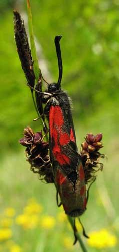 Zygaena loti