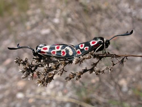 Zygaena occitanica arragonica