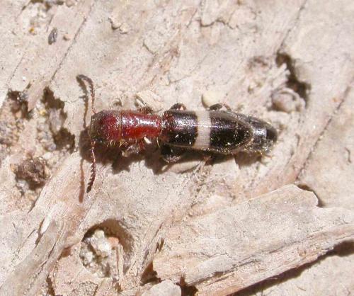 Denops albofasciatus
