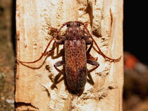 Trichoferus griseus