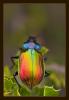 9129 – Photo : Tollari Serge – France (34)