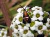 9279 – Photo : Franck Buron – France (49)