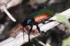 9063 – Photo : Franck BEAUPERE – France (30)