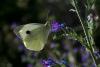9370 – Photo : Franck BEAUPERE – France (30)